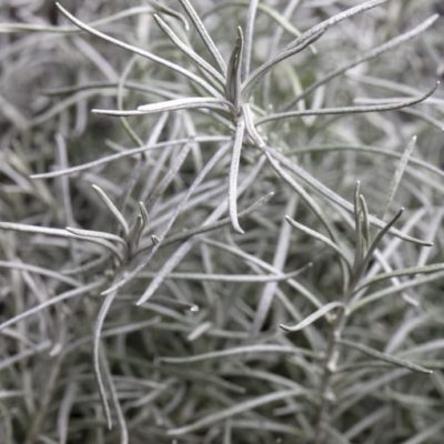 Helichrysum FanciFiller™ 'Silver Curry'