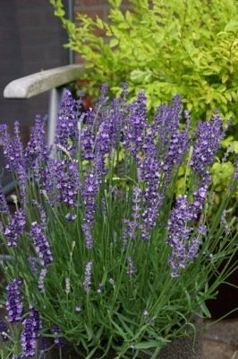 Lavandula angustifolia 'Big Time Blue' (Armtipp01)