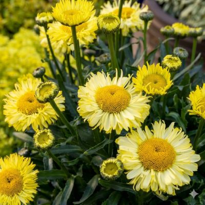 Leucanthemum REALFLOR® Real Jewel PPRA