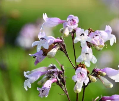 Penstemon 'Pinot Noir' PPAF