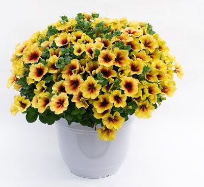 Petunia Crazytunia® 'Banana Rama'