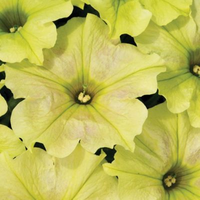 Petunia Crazytunia® 'Bitter Lemon'