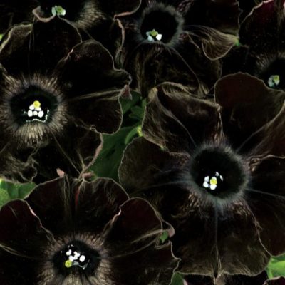 Petunia Crazytunia® Black Mamba