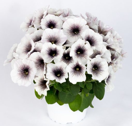 Petunia Crazytunia® 'Black and White' - Quality Cuttings