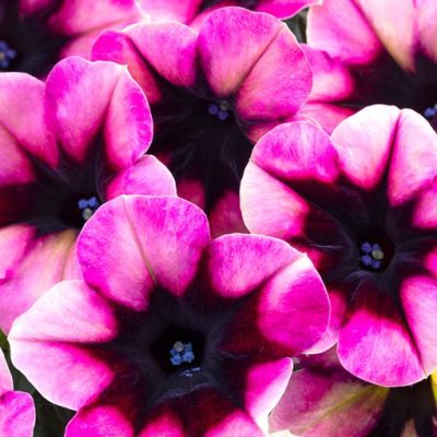Petunia Crazytunia® 'Blackberry Jam'