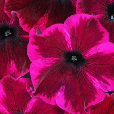 Petunia Crazytunia® 'Cosmic Purple'
