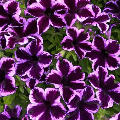 Petunia Crazytunia® 'Cosmic Violet'