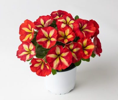 Petunia Crazytunia® 'Frisky Orange'