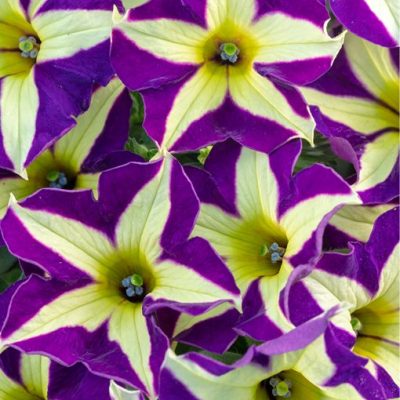 Petunia Crazytunia® 'Frisky Violet'