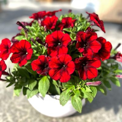 Petunia Crazytunia® 'Gingersnap'
