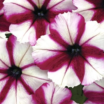 Petunia Crazytunia® 'Iced Berry'