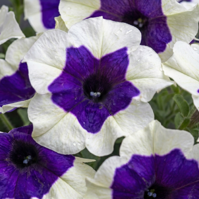 Petunia Crazytunia® 'Ink Blot'