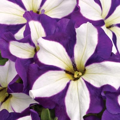 Petunia Crazytunia® 'Lucky Lilac'