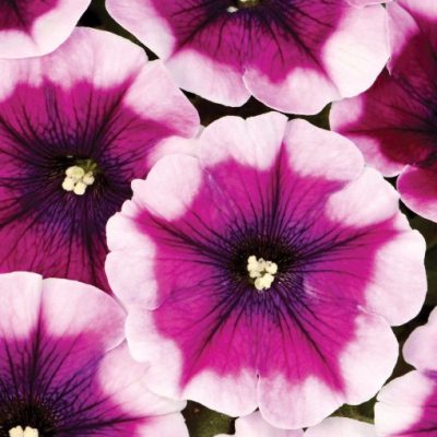 Petunia Crazytunia® 'Passion Punch'