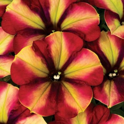 Petunia Crazytunia® 'Razzmatazz'
