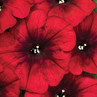 Petunia Crazytunia® 'Red Blues'