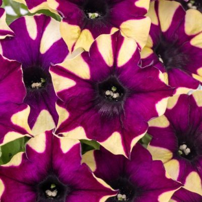 Petunia Crazytunia® 'Spider Girl'