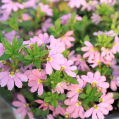 Scaevola aemula 'Scalora® Topaz Pink' IMP