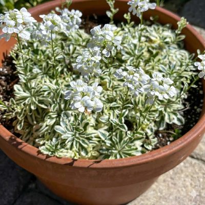 Arabis ‘Arctic Fox’ PPAF - Trial Only