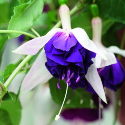 Fuchsia 'Marbeller Heri Mochara'