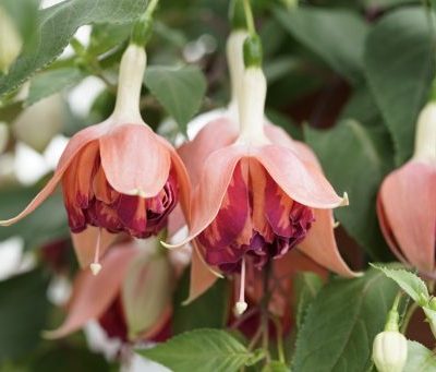 Fuchsia 'Marbeller Orange King'