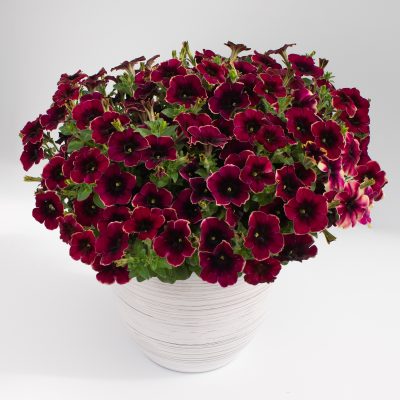 Petunia Crazytunia® 'Blackberry Syrup'