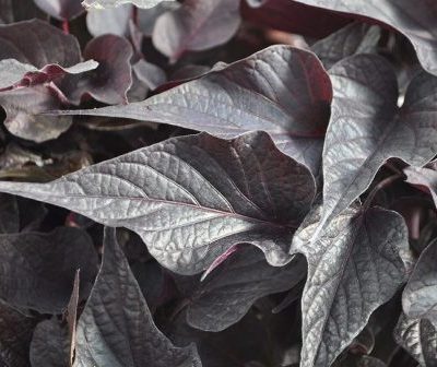 Ipomoea Sweet Georgia® Black Maple
