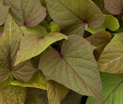 Ipomoea Sweet Georgia® Bronze