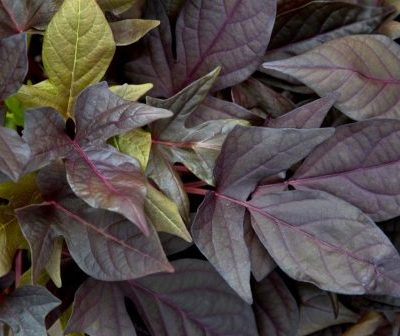 Ipomoea Sweet Georgia® Deep Purple