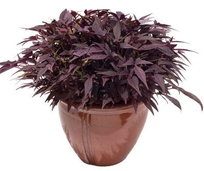 Ipomoea Sweet Georgia® Fine Burgundy