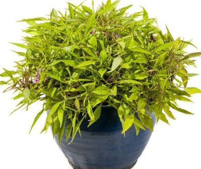 Ipomoea Sweet Georgia® Fine Lime