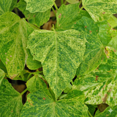 Ipomoea Sweet Georgia® Green Splash