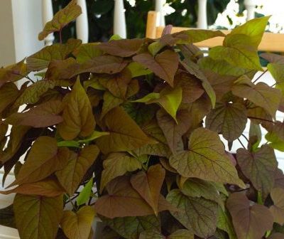 Ipomoea Sweet Georgia® Heart Chestnut