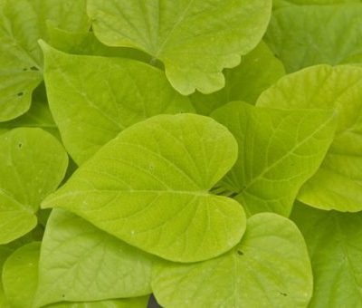 Ipomoea Sweet Georgia® Heart Light Green