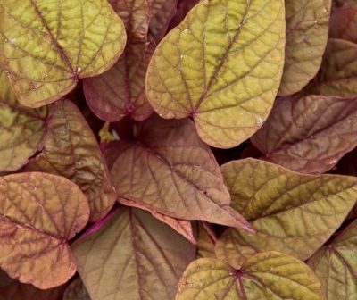 Ipomoea Sweet Georgia® Heart Red