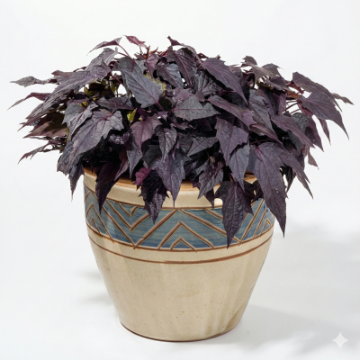 Ipomoea Sweet Georgia® Pulse Black
