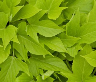 Ipomoea Sweet Georgia® Light Green