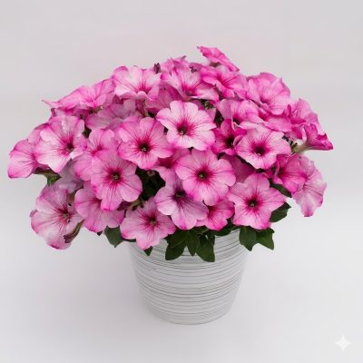 Petunia Crazytunia® 'Pink Cloud'