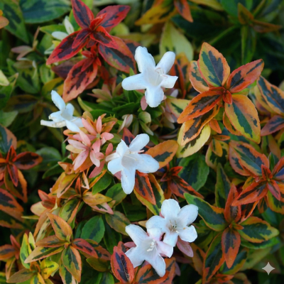 Abelia Kaleidoscope