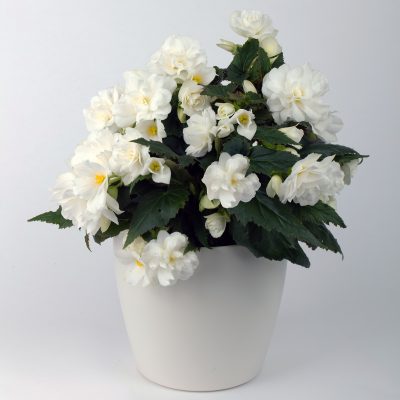 Beaugonia Creme Fraiche