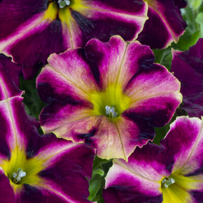 Petunia Crazytunia® Rizzberry