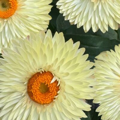 Xerochrysum bracteata 'Cottage™ Cream