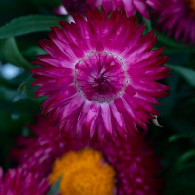 Xerochrysum bracteata 'Cottage™ Purple