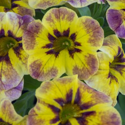 Calibrachoa Caliloco® Tiger