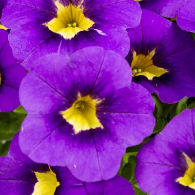 Calibrachoa Calitastic® Indigo (Imp)