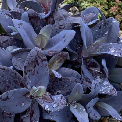 Sedum SuperSparkler™ Sedum 'Blue Ox' ppaf
