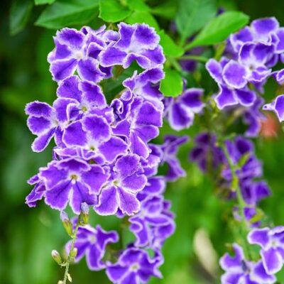 Duranta Blue
