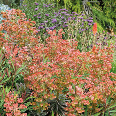 Euphorbia Galaxy Glow
