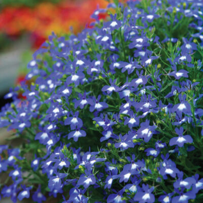 Lobelia Hot+® Bavaria