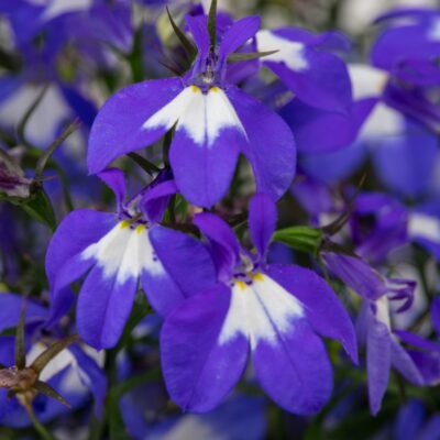 Lobelia Hot+® Blue with Eye